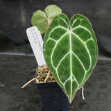 Anthurium crystallinum "Silver Blush"