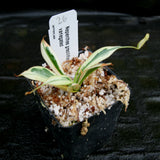 Nepenthes graciliflora variegated