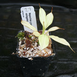 Nepenthes graciliflora variegated