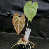 Anthurium crystallinum "Silver Blush"