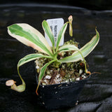 Nepenthes graciliflora variegated