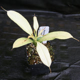 Nepenthes graciliflora variegated