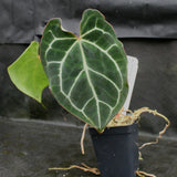 Anthurium crystallinum "Silver Blush"