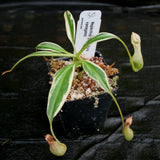 Nepenthes graciliflora variegated