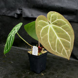 Anthurium crystallinum "Silver Blush"