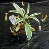 Nepenthes graciliflora variegated