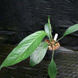 Anthurium cubense x pendulifolium (same cross as Big Bill)