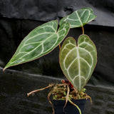 Anthurium crystallinum "Silver Blush"