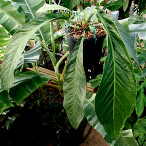 Anthurium cubense x pendulifolium (same cross as Big Bill)