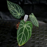 Anthurium magnificum x crystallinum