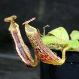 Nepenthes platychila