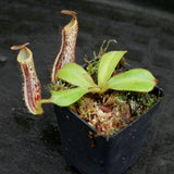 Nepenthes platychila