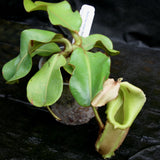 Nepenthes veitchii Maliau Basin