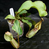 Nepenthes veitchii Maliau Basin