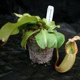 Nepenthes veitchii Maliau Basin