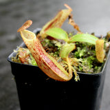 Nepenthes platychila