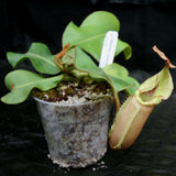 Nepenthes veitchii Maliau Basin