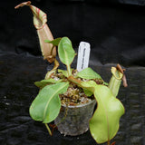 Nepenthes veitchii Maliau Basin