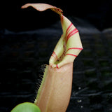 Nepenthes veitchii Maliau Basin