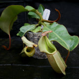 Nepenthes veitchii Maliau Basin