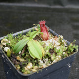 Nepenthes hamata (Tambusisi x Lumut), BE-4044