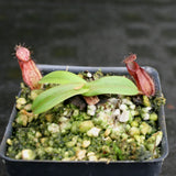 Nepenthes hamata (Tambusisi x Lumut), BE-4044