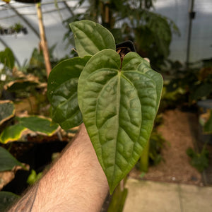 Anthurium cf magnificum x luxurians, CAR-0485