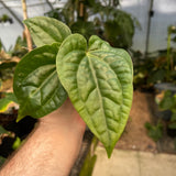 Anthurium cf magnificum x luxurians, CAR-0485