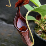 Nepenthes [(lowii x veitchii) x boschiana]-yellow x [(lowii x veitchii) x (bicalcarata x camp)], CAR-0078