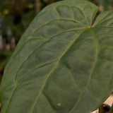 Anthurium crystallinum ex Antioquia F1 x debilis, CAR-0486