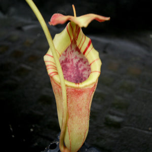 Nepenthes [(lowii x veitchii) x boschiana]-yellow x [(lowii x veitchii) x (bicalcarata x camp)], CAR-0078