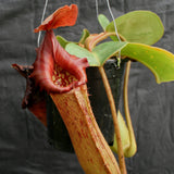 Nepenthes truncata, Highland Reddish Leaves