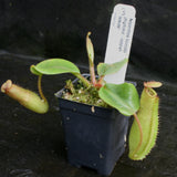 Nepenthes truncata, Highland Reddish Leaves