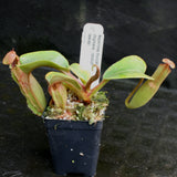 Nepenthes truncata, Highland Reddish Leaves