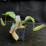 Nepenthes truncata, Highland Reddish Leaves