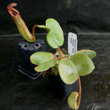 Nepenthes truncata, Highland Reddish Leaves