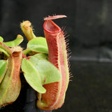 Nepenthes truncata (D#1 x C-E), CAR-0167