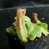 Nepenthes truncata (D#1 x C-E), CAR-0167