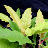 Philodendron Golden Saw