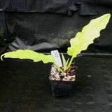 Philodendron Golden Saw