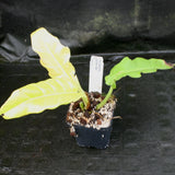 Philodendron Golden Saw