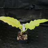 Philodendron Golden Saw