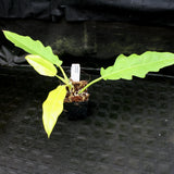 Philodendron Golden Saw