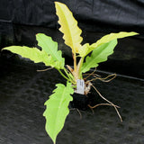 Philodendron Golden Saw