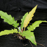 Philodendron Golden Saw