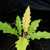 Philodendron Golden Saw