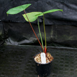 Philodendron lynamii