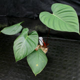 Philodendron lynamii