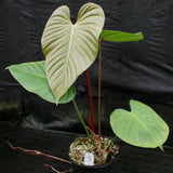 Philodendron lynamii