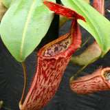 Nepenthes Song of Melancholy x campanulata, CAR-0129